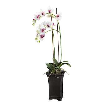 Цветок ОРХИДЕИ DECO ORCHID PHALENO POTTED Цветок ОРХИДЕИ DECO ORCHID PHALENO POTTED фабрика Abhika из Италии