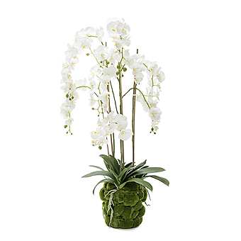 Цветок ОРХИДЕИ PLANT PHALENOPSIS MOSS